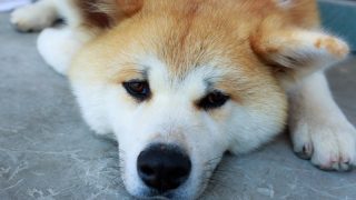 フリー画像を検索エンジンで見つけたときは配布サイトの利用規約をチェックしよう！