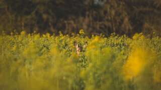 Table of Contents Plus (TOC+) 目次が表示されない原因と対処方法